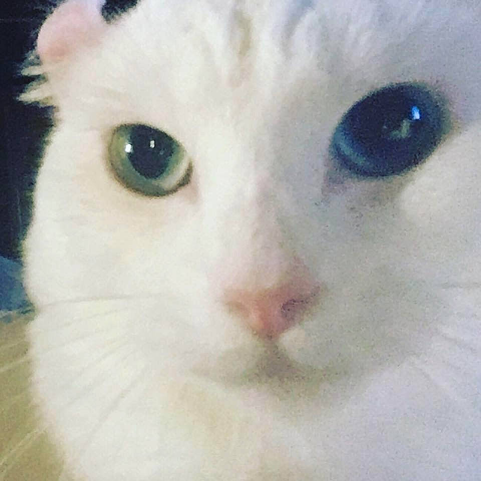 Mimi is registered to the contest to win money with this photo: american_curl, burmilla, carnivore, cat, close_up, colorpoint_shorthair, eye, face, felidae, fur, head, iris, japanese_bobtail, khao_manee, nose, small_to_medium_sized_cats, snout, turkish_angora, turkish_van, whiskers