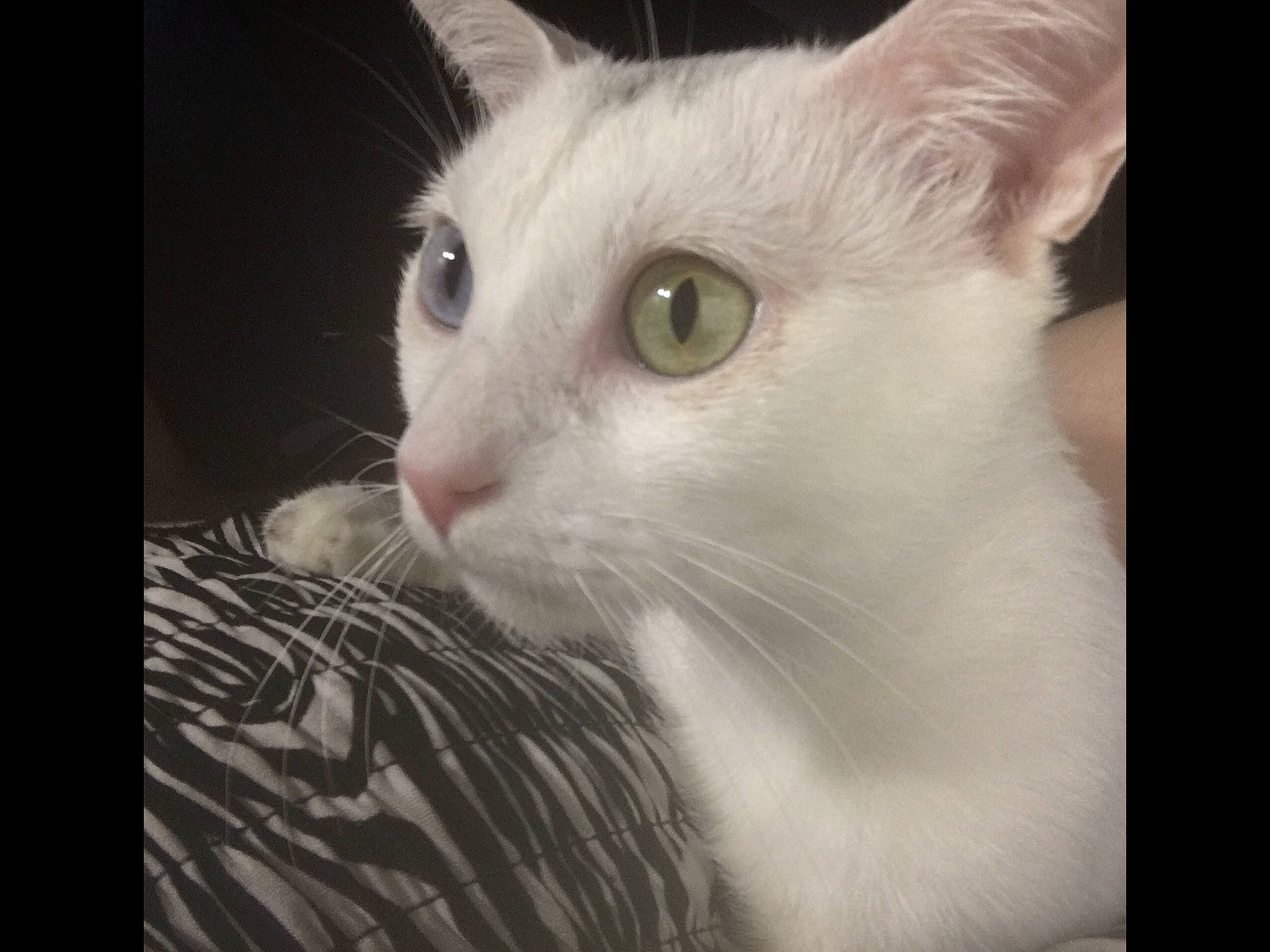 Ziggy is registered to the contest to win money with this photo: aegean_cat, asian, burmilla, carnivore, cat, colorpoint_shorthair, domestic_short_haired_cat, ear, eye, felidae, javanese, khao_manee, mammal, nose, small_to_medium_sized_cats, snout, turkish_angora, turkish_van, vertebrate, whiskers