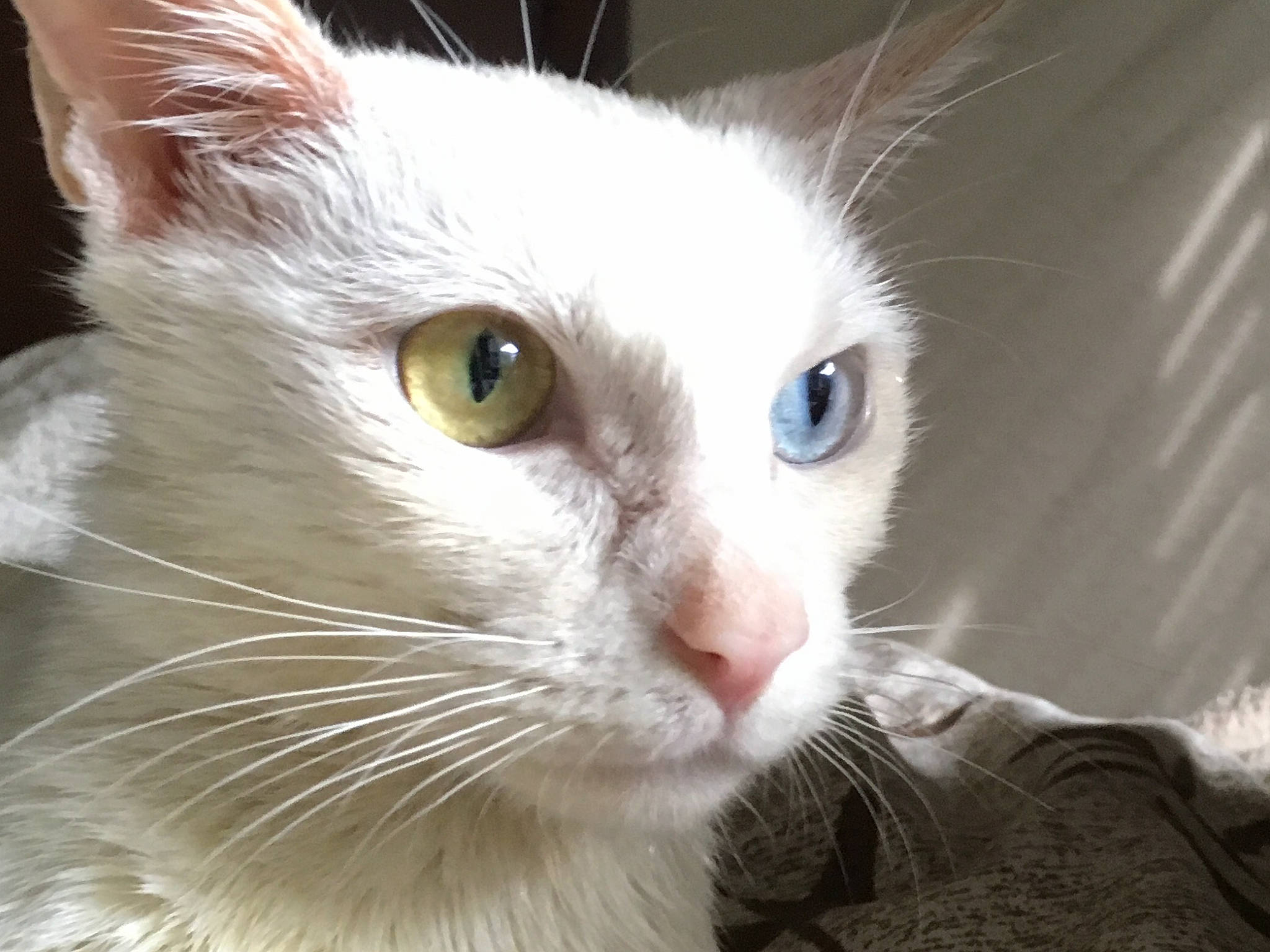 Starry joined the competition — help win amazing prizes! aegean_cat, burmilla, carnivore, cat, close_up, colorpoint_shorthair, ear, eye, felidae, head, javanese, khao_manee, mammal, nose, small_to_medium_sized_cats, snout, turkish_angora, turkish_van, vertebrate, whiskers