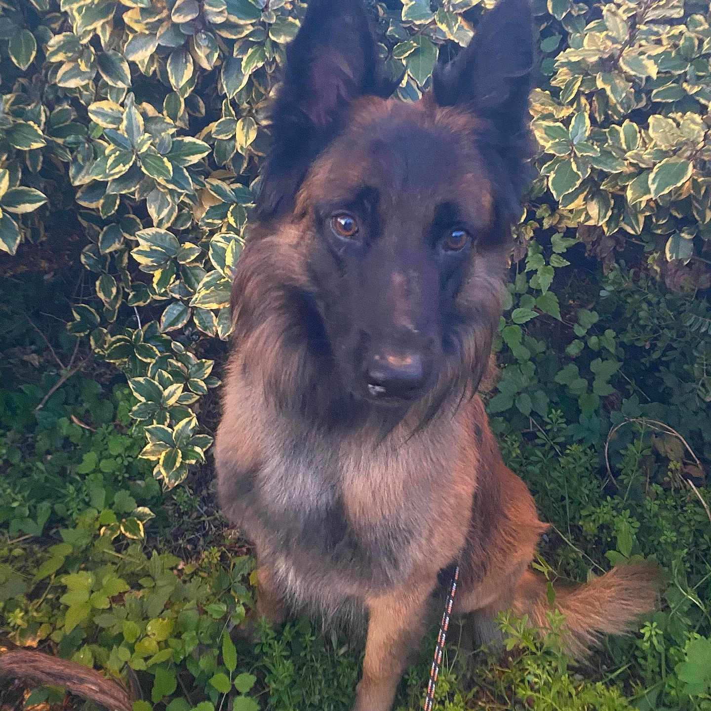 Maxou a rejoint le concours — aidez-le/la à gagner de superbes lots ! animal, canine, dog, germanshepherd, grass, green, herbal, herbs, leaf, nature, outdoors, pet, plant, policedog, puppy, rock, slate, tree, vegetation, yard