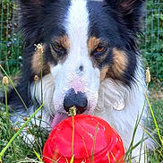 Twenty participe au concours pour gagner de l'argent avec cette photo : dog, toy, grass, outdoor, pet, playful, canine, fur, nose, ears, tongue, nature, greenery, fence, closeup, animal, muzzle, field, summer, daytime