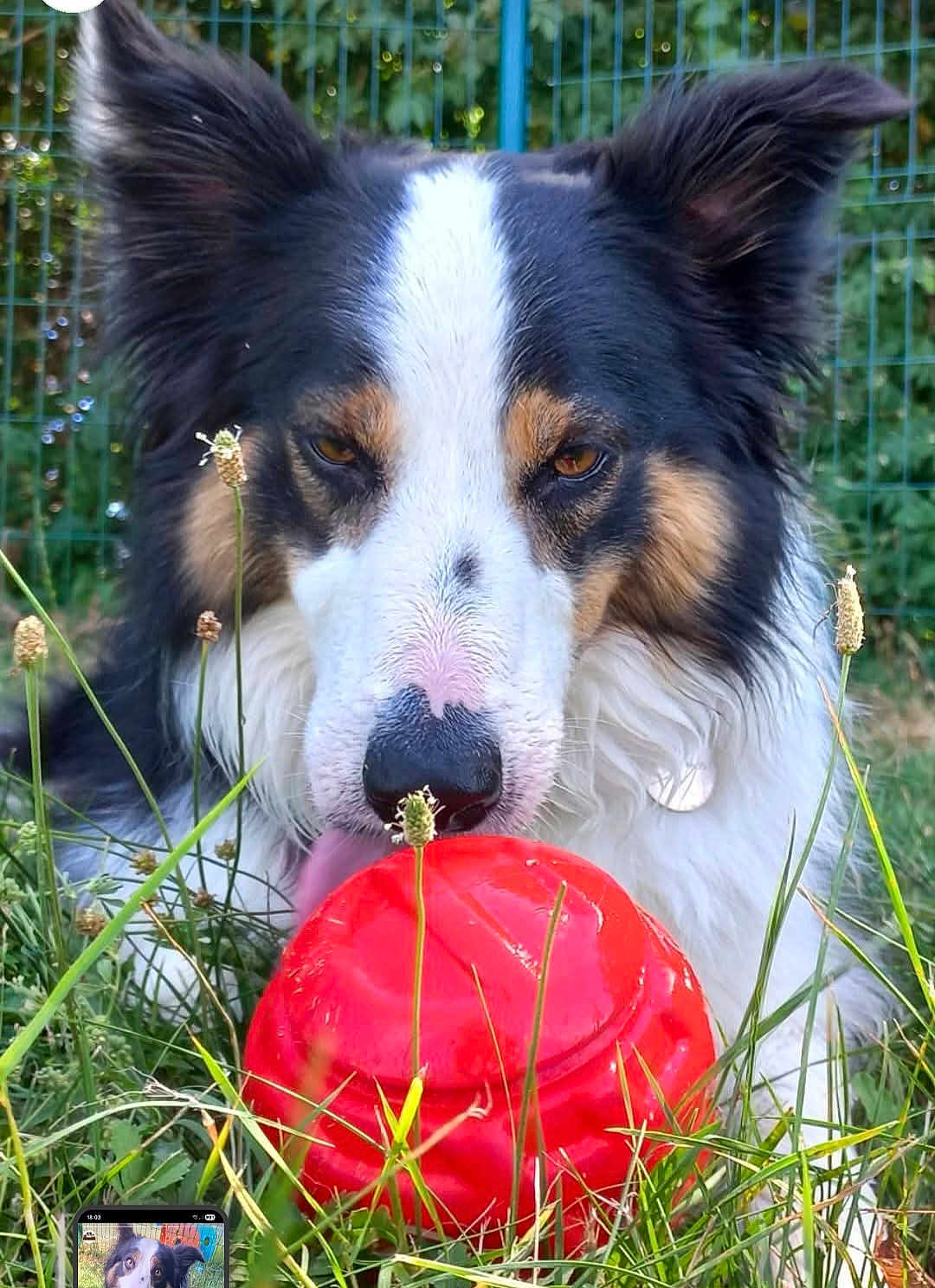 Twenty participe au concours pour gagner de l'argent avec cette photo : dog, toy, grass, outdoor, pet, playful, canine, fur, nose, ears, tongue, nature, greenery, fence, closeup, animal, muzzle, field, summer, daytime