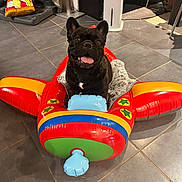Bacchus participe au concours pour gagner de l'argent avec cette photo : dog, french_bulldog, inflatable_toy, airplane_toy, tongue_out, indoor, tile_floor, pet, black_dog, playful, smiling, fan, snack_bag, home, cute, animal, toy, floor, relaxed, happy