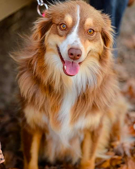 Minnie is registered to the contest to win money with this photo: australian_collie, australian_shepherd, basque_shepherd_dog, border_collie, canidae, carnivore, companion_dog, dog, dog_breed, fur, mammal, miniature_australian_shepherd, nova_scotia_duck_tolling_retriever, rare_breed_dog, snout, sporting_group, vertebrate, whiskers, working_dog