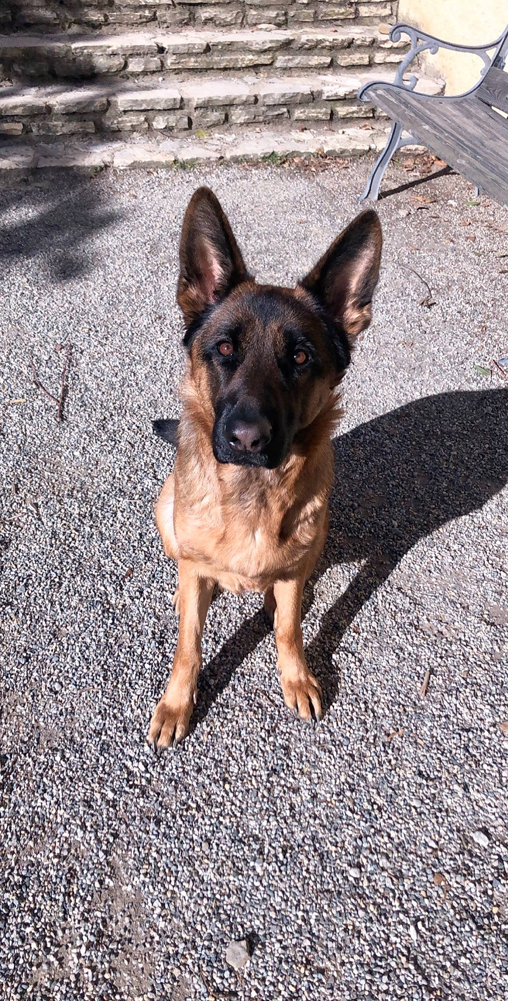 Nina participe au concours pour gagner de l'argent avec cette photo : asphalt, canidae, carnivore, companion_dog, dog, dog_breed, east_european_shepherd, eye, fawn, german_shepherd_dog, herding_dog, old_german_shepherd_dog, paw, plant, road_surface, shadow, snout, sporting_group, working_animal, working_dog