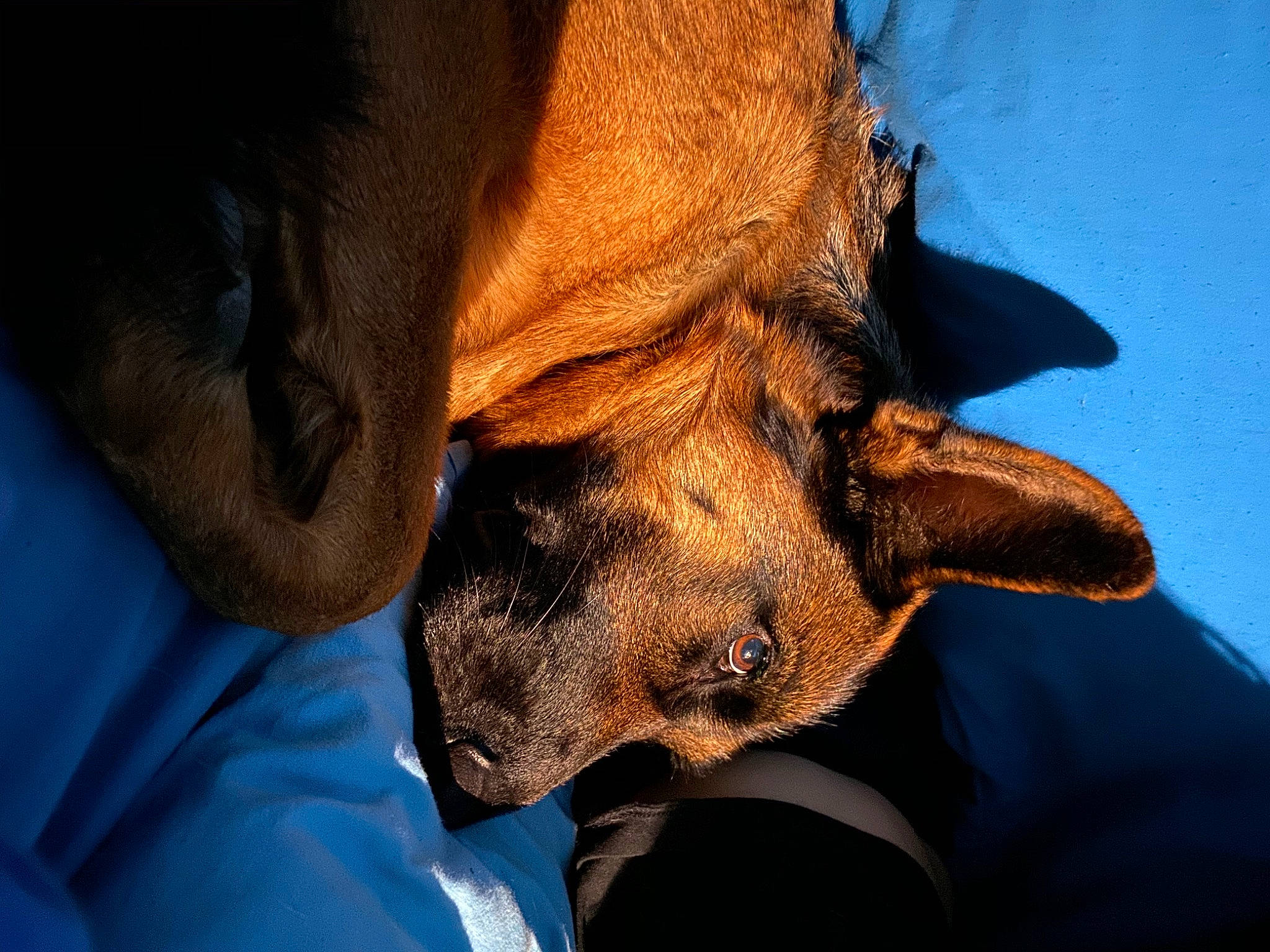 Nina a rejoint le concours — aidez-le/la à gagner de superbes lots ! carnivore, companion_dog, dog, dog_breed, ear, electric_blue, eyelash, fawn, fur, gesture, glasses, human_leg, jaw, liver, nail, snout, whiskers, working_animal, wrinkle, wrist
