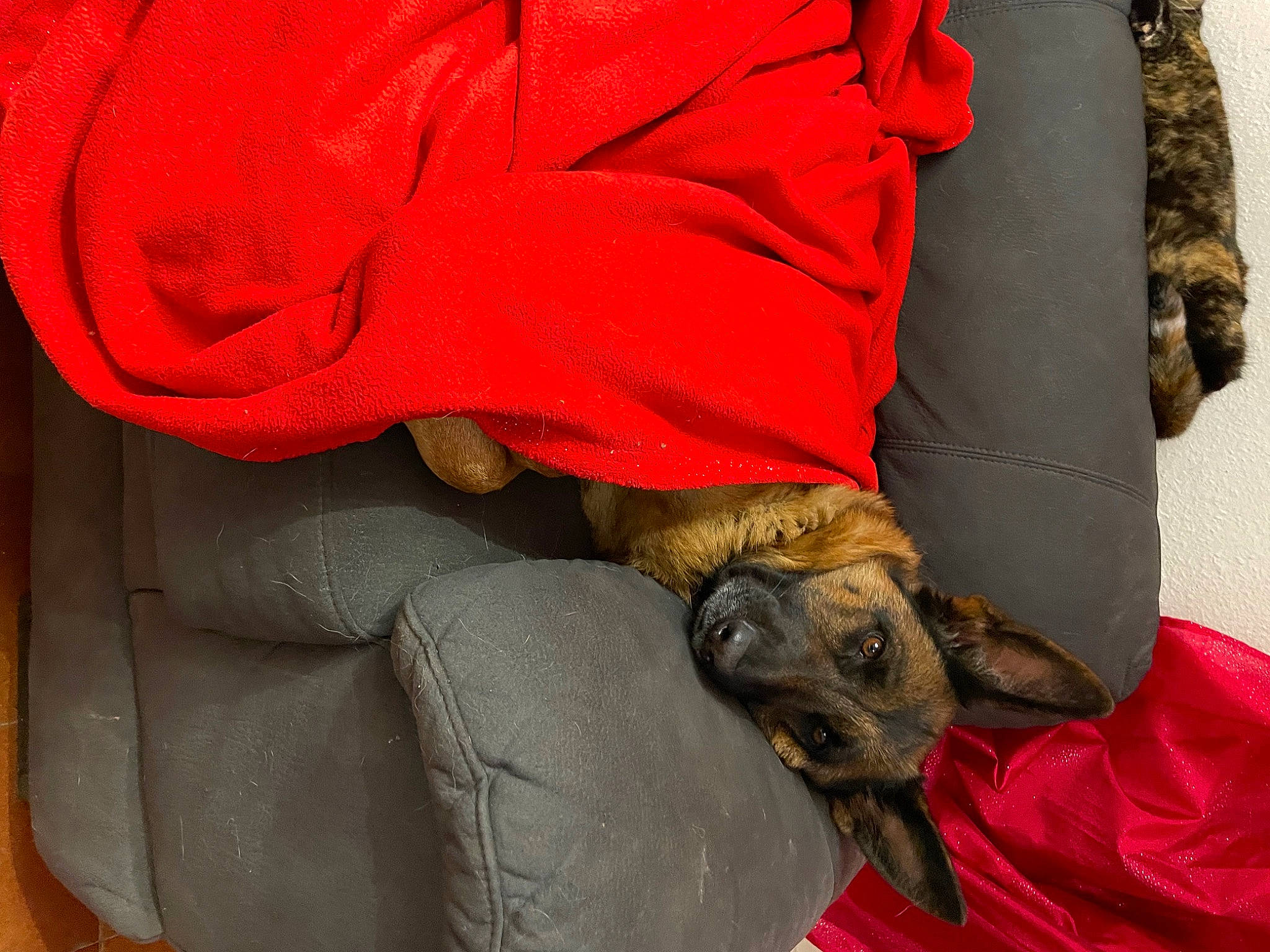 Nina participe au concours pour gagner de l'argent avec cette photo : bag, canidae, carmine, carnivore, comfort, companion_dog, dog, dog_breed, fashion_accessory, fur, linens, nap, pocket, red, sleeve, sporting_group, textile, toy_dog, working_animal, wrinkle