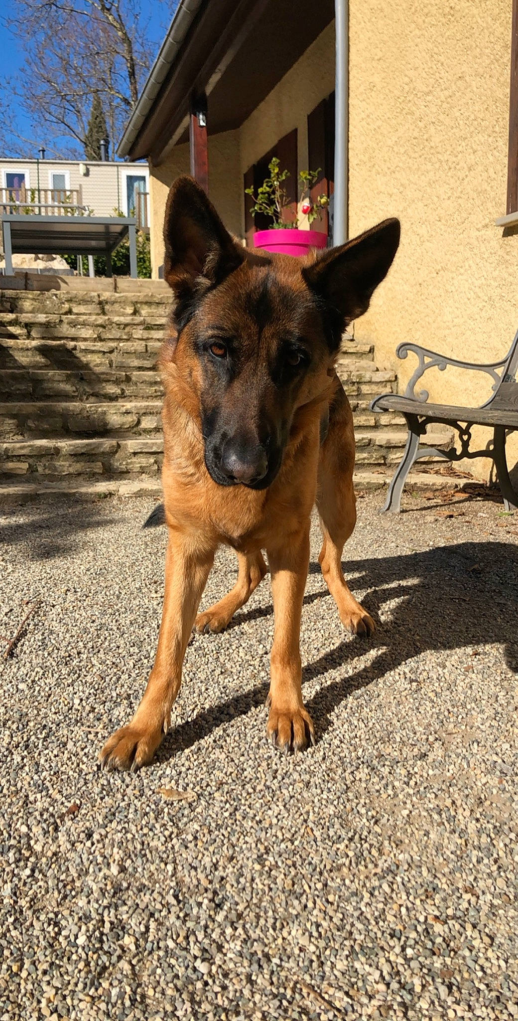 Nina participe au concours pour gagner de l'argent avec cette photo : building, canidae, carnivore, companion_dog, dog, dog_breed, east_european_shepherd, fawn, foot, german_shepherd_dog, herding_dog, old_german_shepherd_dog, outdoor_bench, outdoor_furniture, plant, road_surface, snout, sporting_group, window, working_animal