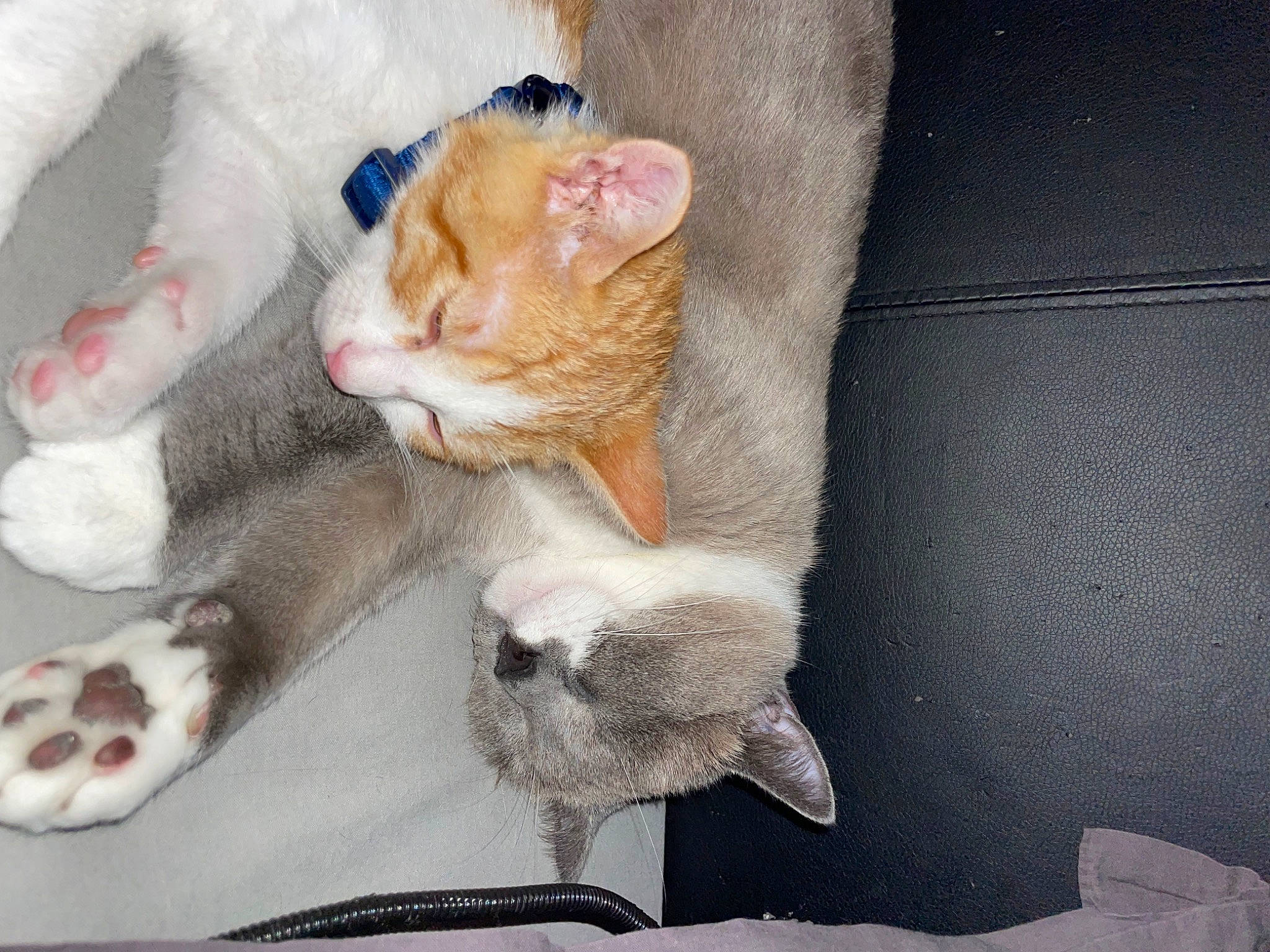 Lyla a rejoint le concours — aidez-le/la à gagner de superbes lots ! art, carnivore, cat, claw, comfort, domestic_short_haired_cat, fawn, felidae, foot, fur, nap, paw, small_to_medium_sized_cats, snout, tail, whiskers, wool