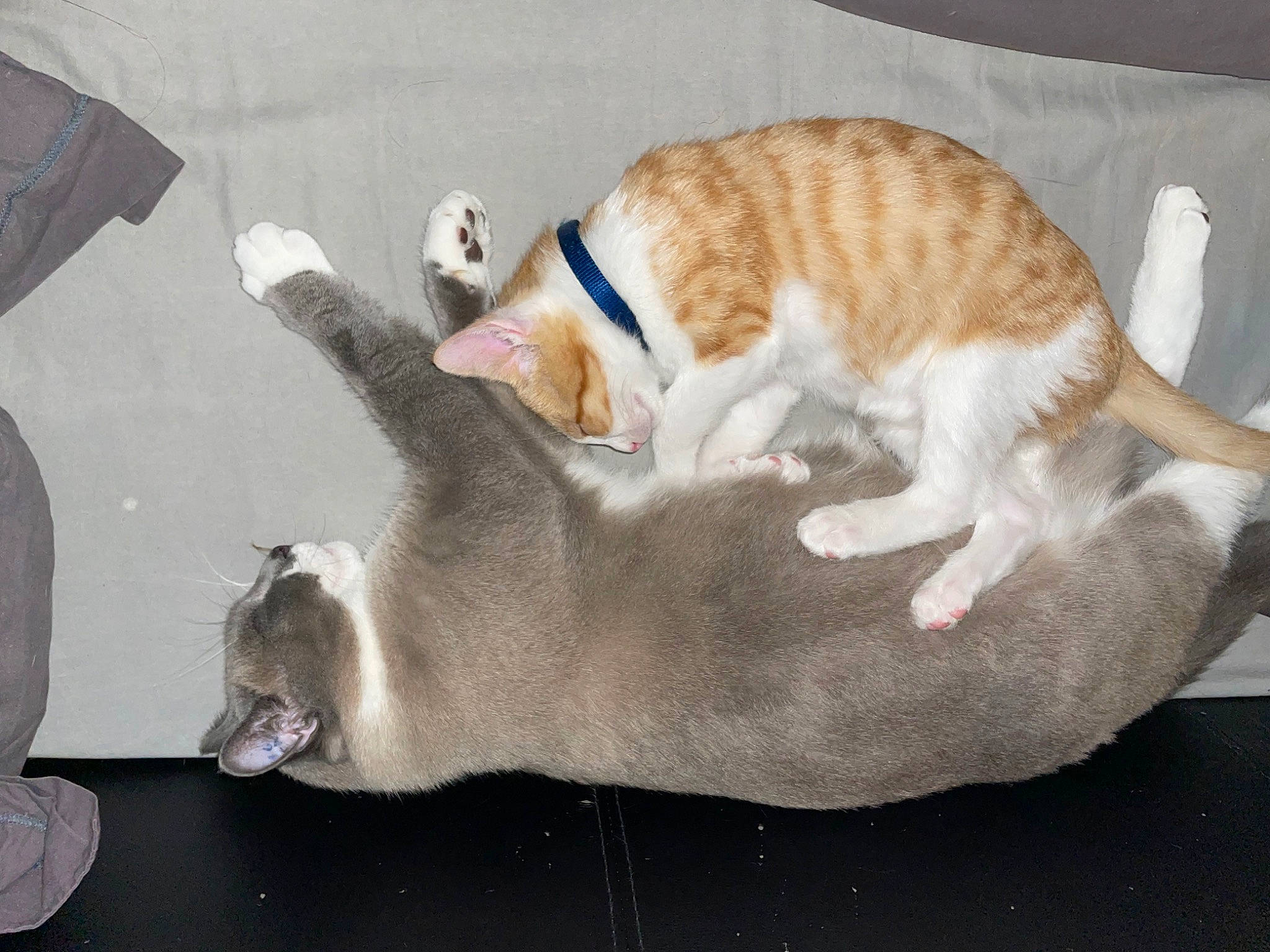 Lyla participe au concours pour gagner de l'argent avec cette photo : canidae, carnivore, cat, claw, comfort, companion_dog, dog_breed, domestic_short_haired_cat, fawn, felidae, fur, nap, paw, small_to_medium_sized_cats, snout, sporting_group, tail, terrestrial_animal, whiskers, wood