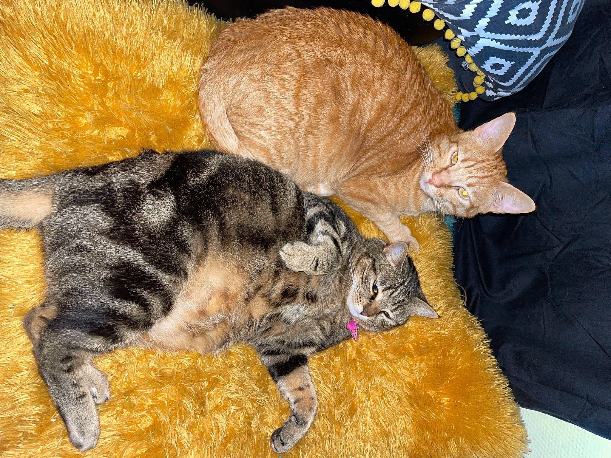 Guizmo a rejoint le concours — aidez-le/la à gagner de superbes lots ! carnivore, cat, cat_bed, cat_supply, claw, comfort, domestic_short_haired_cat, fawn, felidae, fur, hat, knitting, mammal, nap, paw, small_to_medium_sized_cats, snout, tail, terrestrial_animal, whiskers