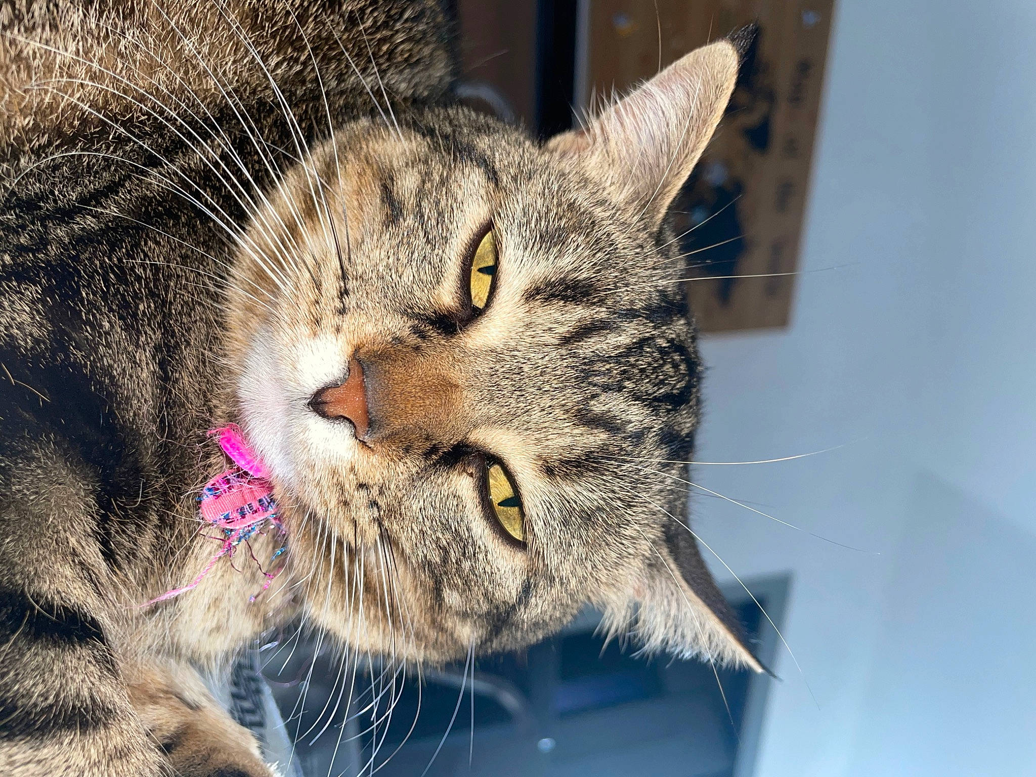 Guizmo a rejoint le concours — aidez-le/la à gagner de superbes lots ! bobcat, carnivore, cat, claw, close_up, domestic_short_haired_cat, eye, felidae, fur, head, paw, small_to_medium_sized_cats, terrestrial_animal, tree, whiskers, wildlife