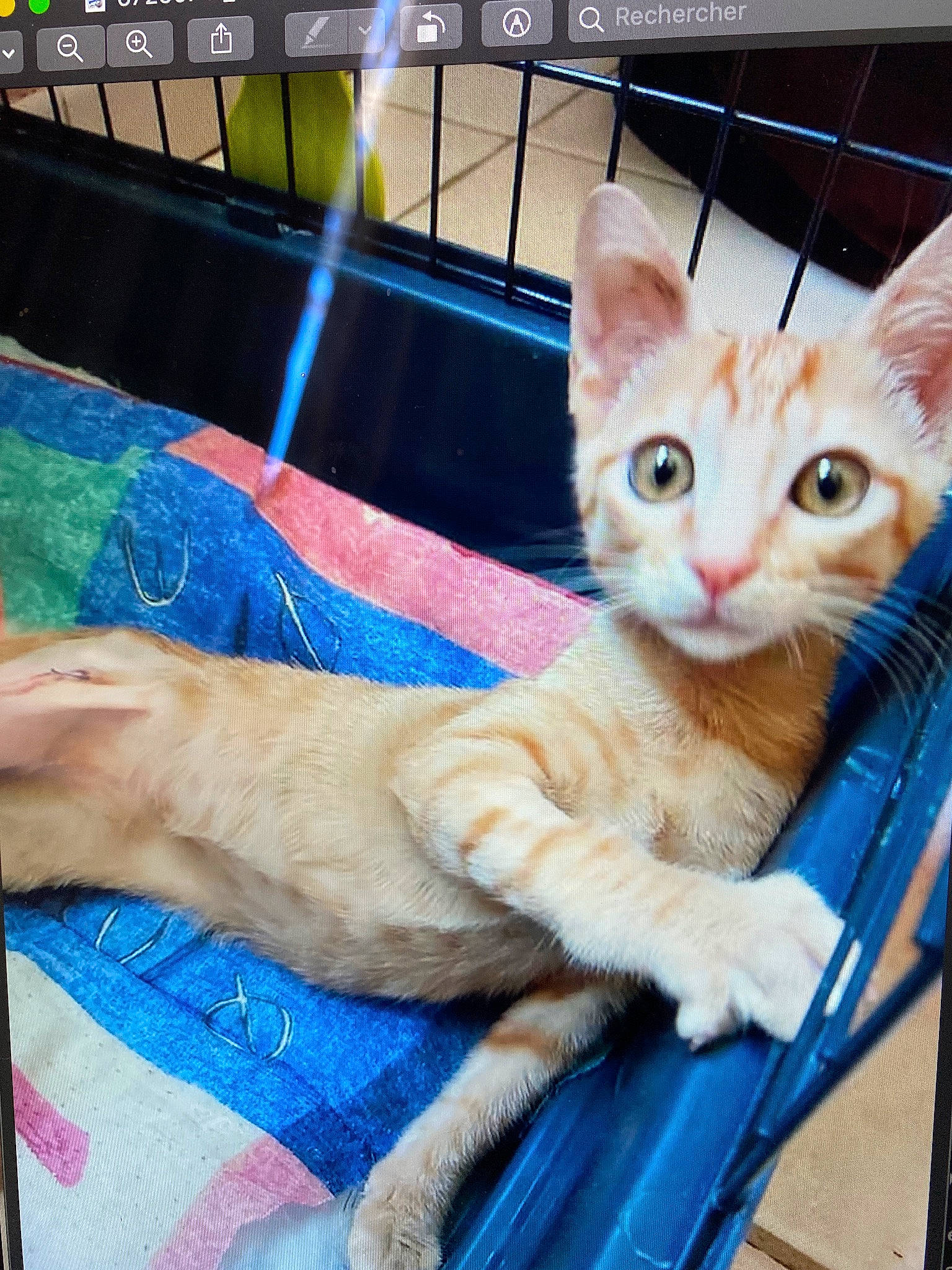 Kirikou a rejoint le concours — aidez-le/la à gagner de superbes lots ! blue, carnivore, cat, cat_furniture, cat_supply, claw, comfort, domestic_short_haired_cat, fawn, felidae, fur, mammal, paw, pet_supply, photo_caption, sitting, small_to_medium_sized_cats, snout, tail, whiskers