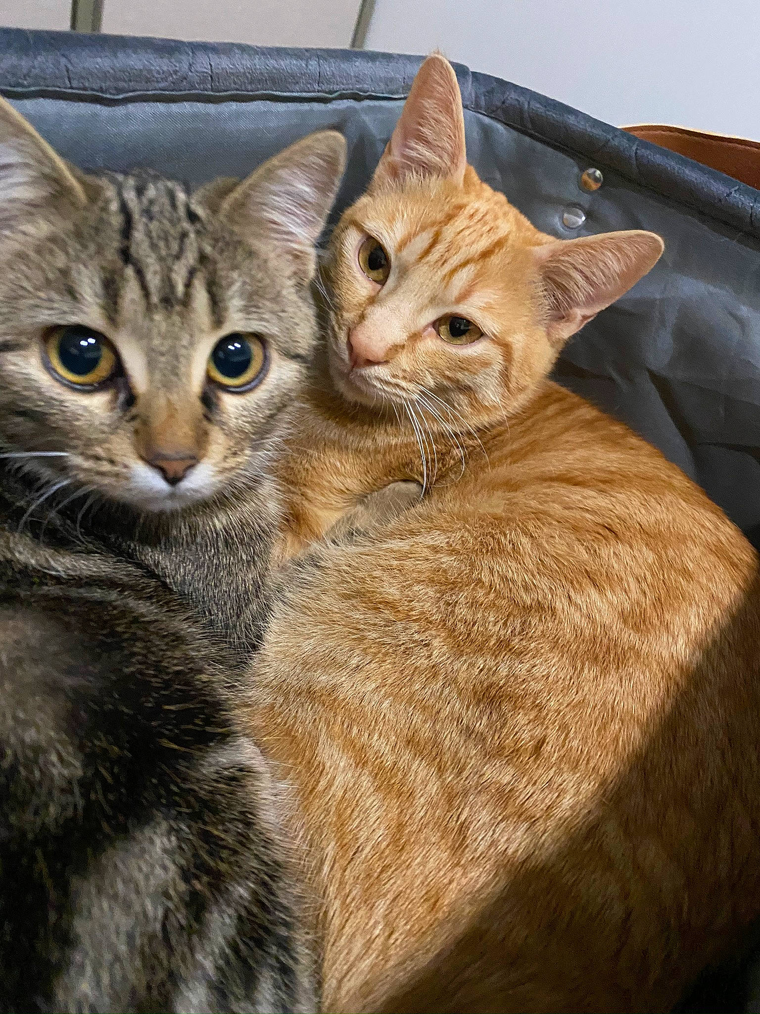 Kirikou participe au concours pour gagner de l'argent avec cette photo : carnivore, cat, claw, comfort, domestic_short_haired_cat, fawn, felidae, fur, iris, paw, photo_caption, small_to_medium_sized_cats, snout, tail, terrestrial_animal, whiskers, wildlife, window