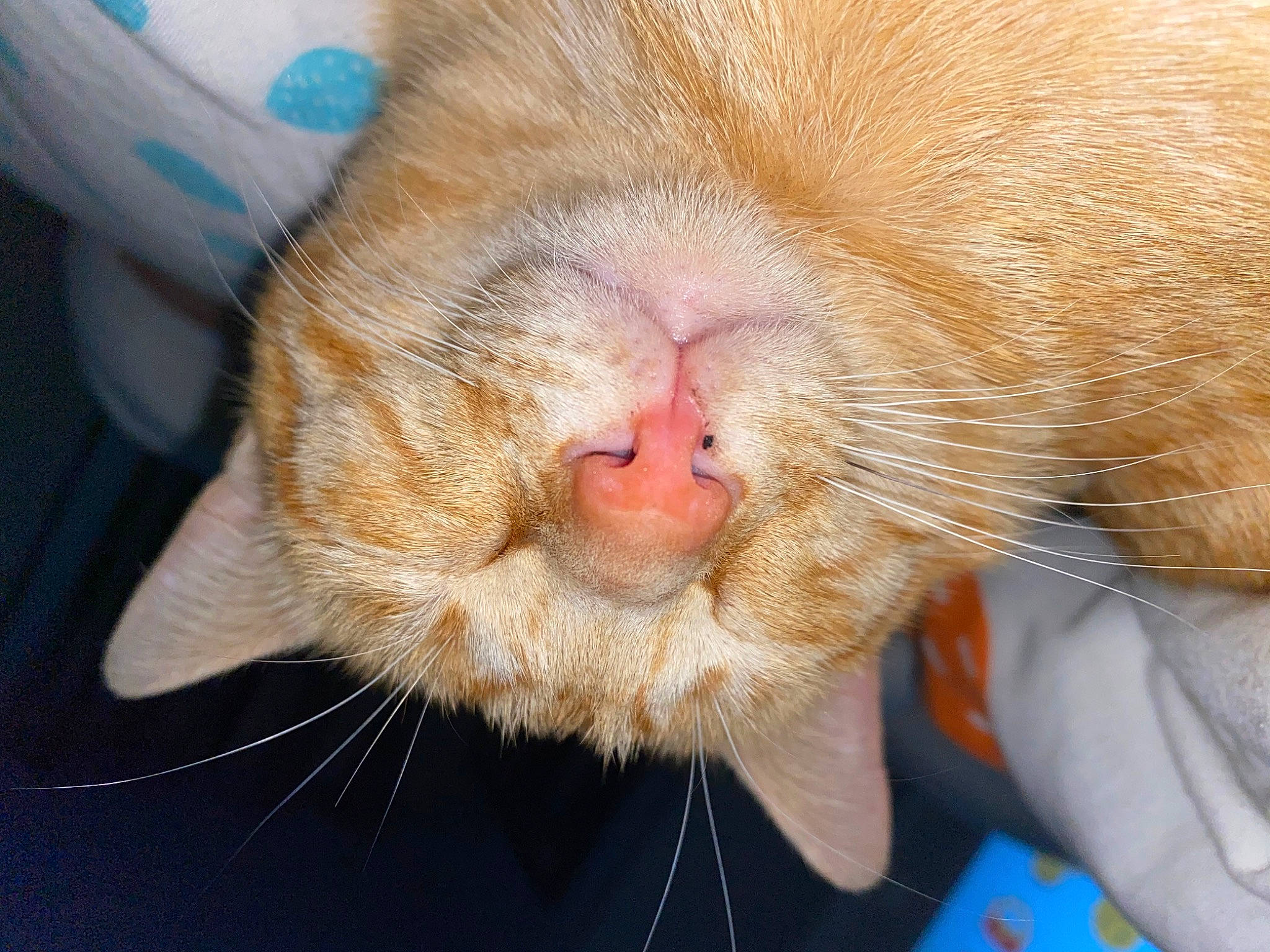 Kirikou participe au concours pour gagner de l'argent avec cette photo : carnivore, cat, claw, comfort, domestic_short_haired_cat, ear, electric_blue, fawn, felidae, fur, nap, paw, peach, sleep, small_to_medium_sized_cats, snout, tail, terrestrial_animal, whiskers, wrinkle