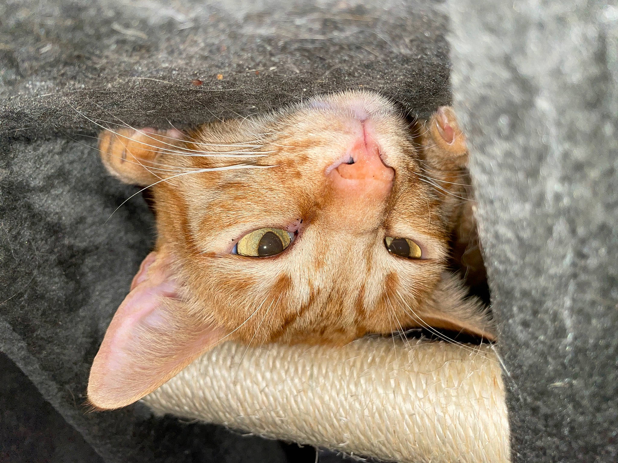 Kirikou participe au concours pour gagner de l'argent avec cette photo : carnivore, cat, claw, close_up, domestic_short_haired_cat, ear, felidae, fur, paw, small_to_medium_sized_cats, terrestrial_animal, whiskers, wildlife, wrinkle