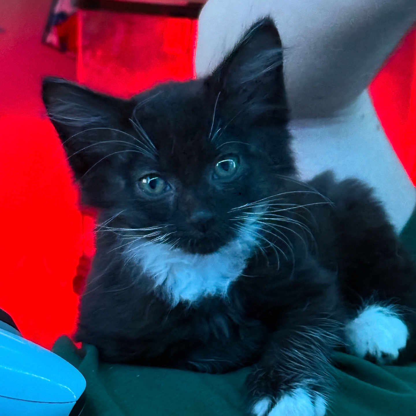 M Shadows joined the competition — help win amazing prizes! animal, black_and_white, cat, chair, closeup, cute, domestic_animal, feline, fur, green_fabric, indoor, kitten, paw, pet, portrait, red_background, relaxed, whiskers, white_paw, young