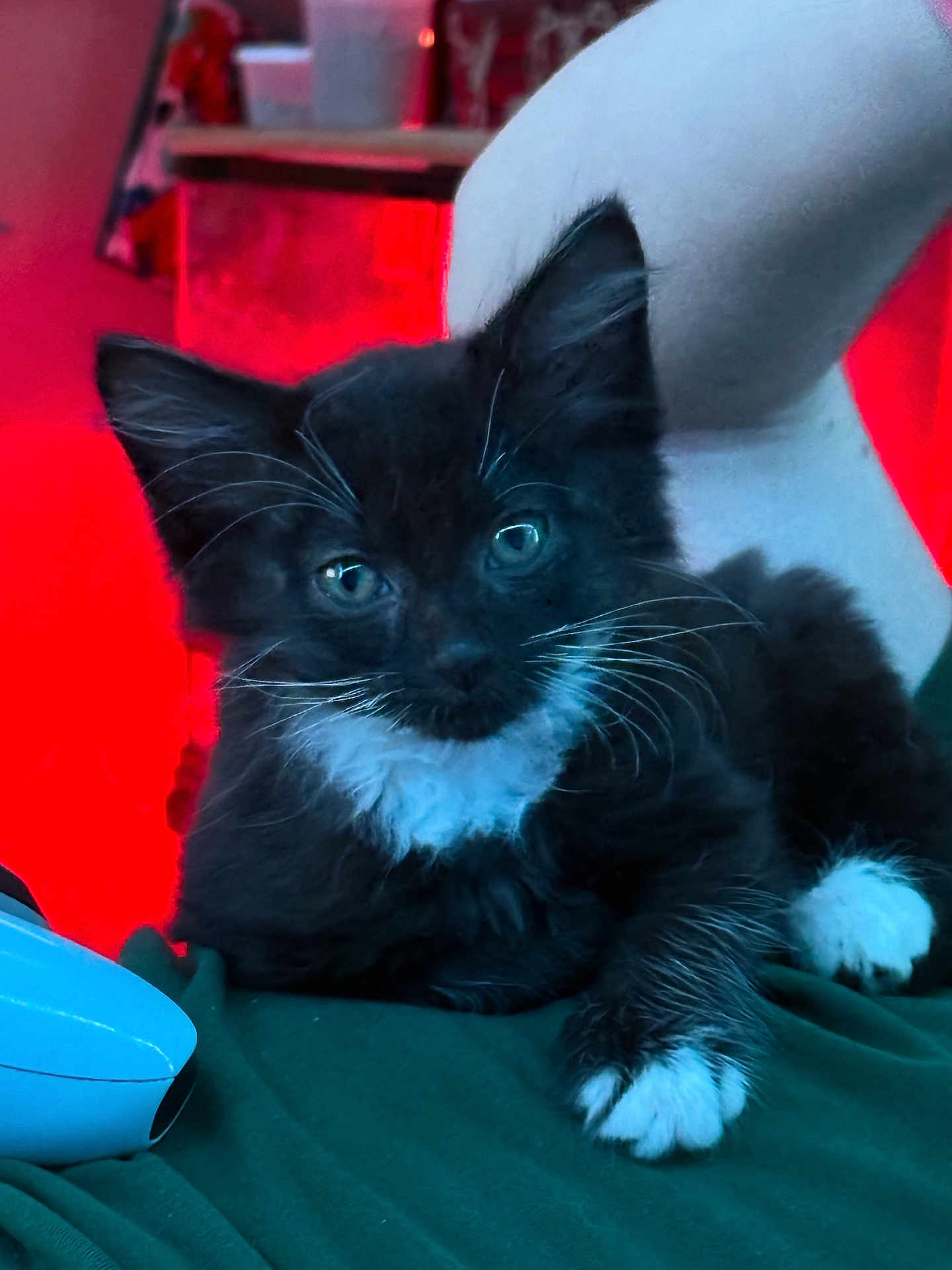 M Shadows joined the competition — help win amazing prizes! kitten, cat, black_and_white, whiskers, fur, paw, green_fabric, chair, indoor, pet, animal, cute, young, relaxed, closeup, portrait, feline, domestic_animal, red_background, white_paw