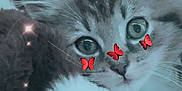 Majin Boo joined the competition — help win amazing prizes! kitten, cat, close_up, fluffy, paw, tabby, fur, animal, pet, cute, whiskers, ears, eyes, indoor, soft_light, sparkles, butterfly_stickers, face, nose, resting