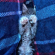 Majin Boo joined the competition — help win amazing prizes! kitten, cat, paw, fur, sleeping, cozy, blanket, plaid, pattern, blue, red, soft, cute, pet, animal, resting, feline, indoor, closeup, tiny