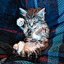 Majin Boo is registered to the contest to win money with this photo: kitten, sleeping, cat, furry, cute, pet, animal, cozy, blanket, plaid, soft, paw, fur, resting, domestic, young, small, comfort, relaxation, cute_animal