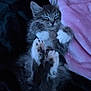 Majin Boo is registered to the contest to win money with this photo: kitten, cat, sleeping, paws, furry, cozy, blanket, pink_blanket, dark_background, cute, pet, animal, resting, fur, small_animal, indoor, closeup, sleep, adorable, relaxed