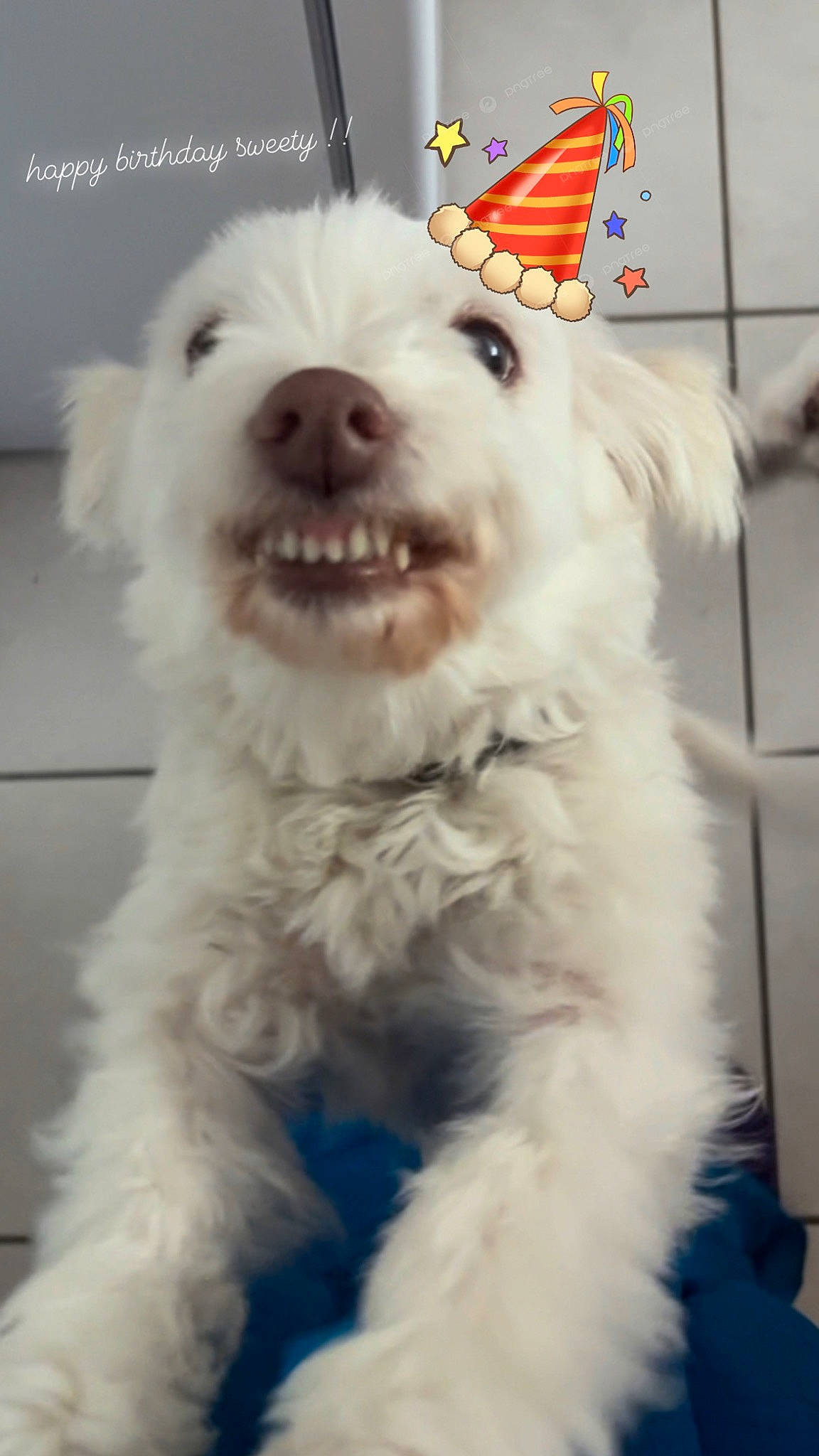 Sweety participe au concours pour gagner de l'argent avec cette photo : carnivore, companion_dog, dog, dog_breed, dog_collar, fang, fur, non_sporting_group, paw, puppy, sporting_group, terrestrial_animal, terrier, whiskers, working_animal, working_dog