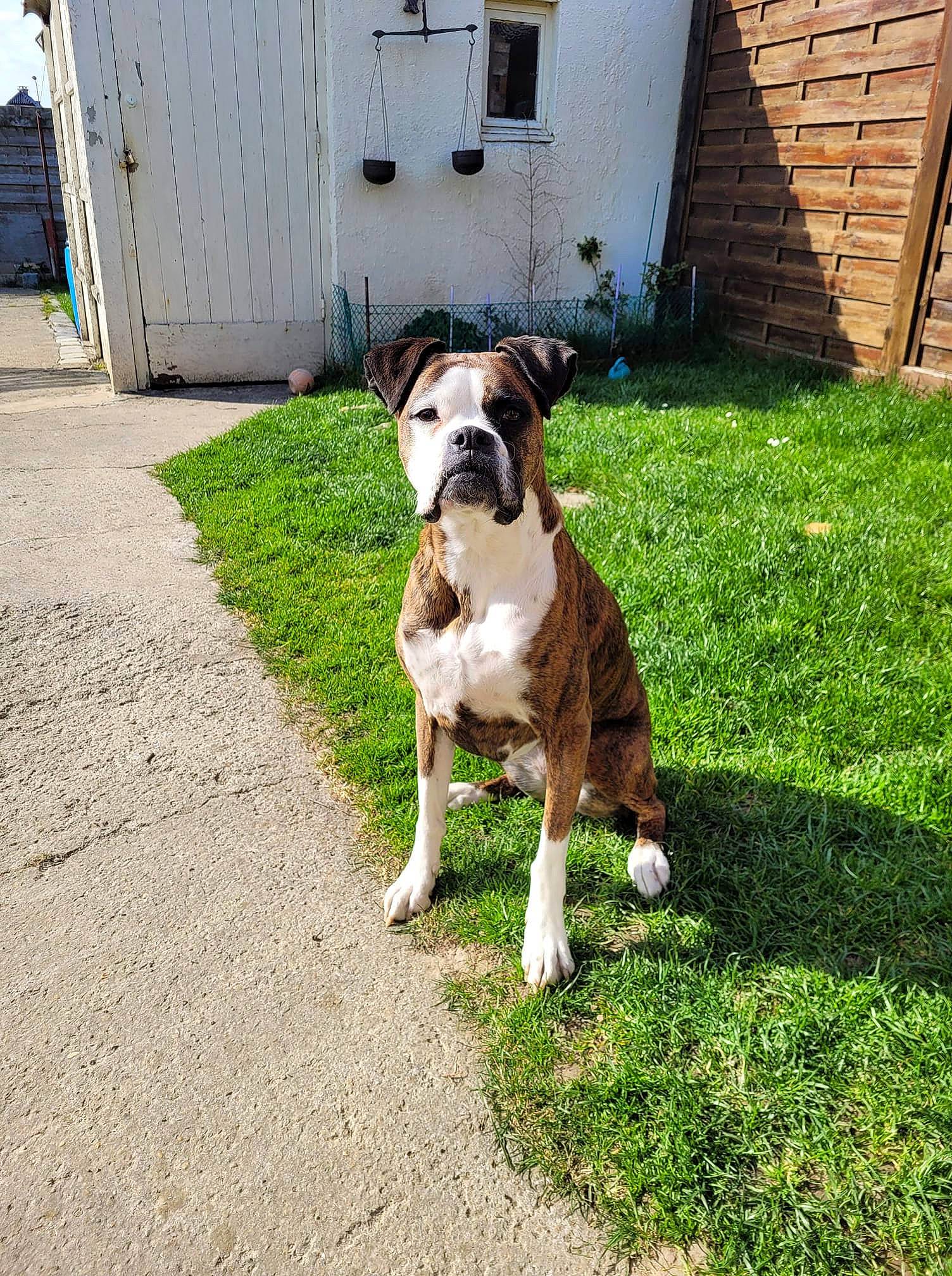 Moly participe au concours pour gagner de l'argent avec cette photo : art, carnivore, collar, companion_dog, dog, dog_breed, dog_collar, door, fawn, grass, home, leash, liver, molosser, plant, sidewalk, sporting_group, tail, window, working_animal