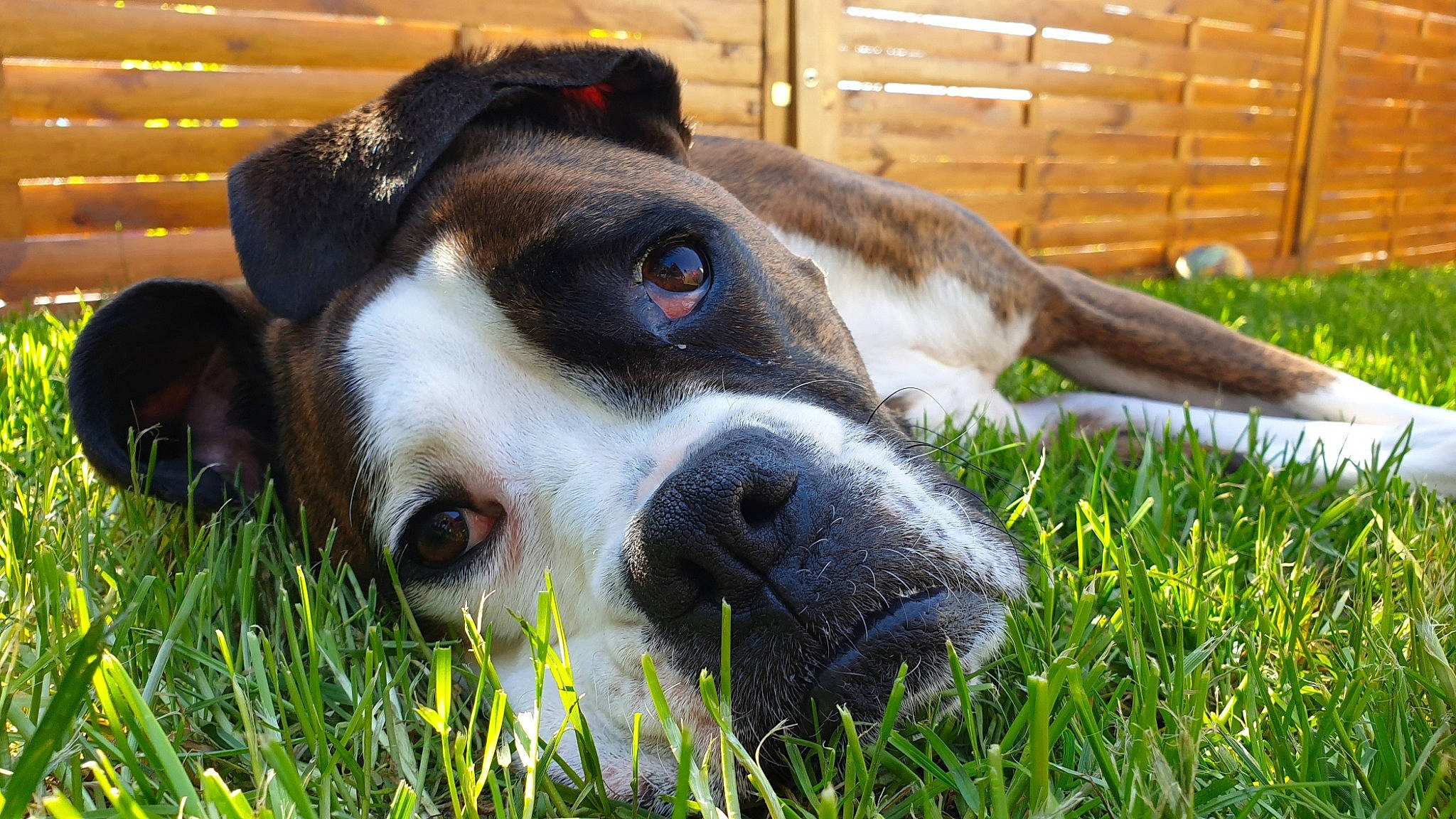 Moly a rejoint le concours — aidez-le/la à gagner de superbes lots ! australian_cattle_dog, canidae, carnivore, companion_dog, dog, dog_breed, fawn, fur, grass, guard_dog, pasture, paw, plant, snout, sporting_group, street_dog, terrestrial_animal, whiskers, working_animal, working_dog