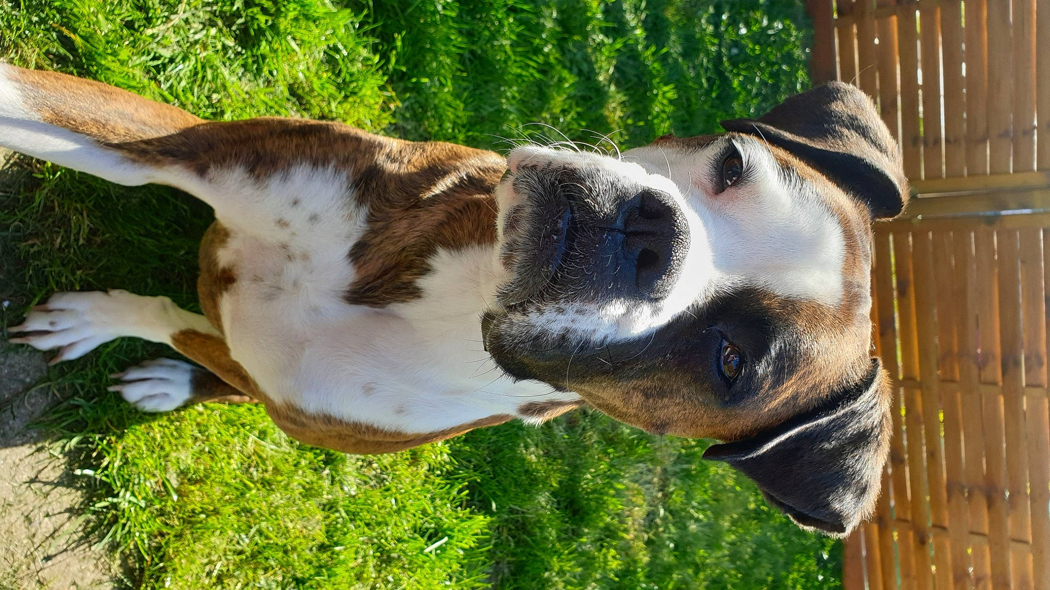 Moly a rejoint le concours — aidez-le/la à gagner de superbes lots ! canidae, carnivore, collar, companion_dog, dog, dog_breed, dog_collar, fawn, fence, fur, grass, jaw, pack_animal, pet_supply, plant, snout, sporting_group, terrestrial_animal, whiskers, working_animal