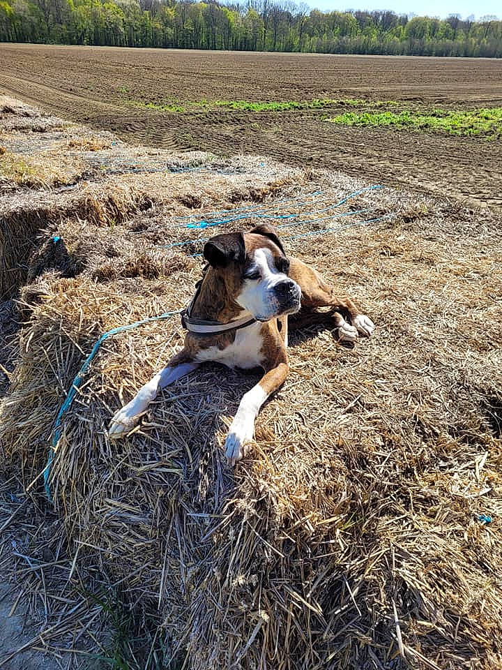 Moly a rejoint le concours — aidez-le/la à gagner de superbes lots ! agriculture, carnivore, companion_dog, dog, dog_breed, farmworker, fawn, field, grass, grass_family, grassland, landscape, people_in_nature, plant, prairie, rural_area, sporting_group, tree, wood, working_animal