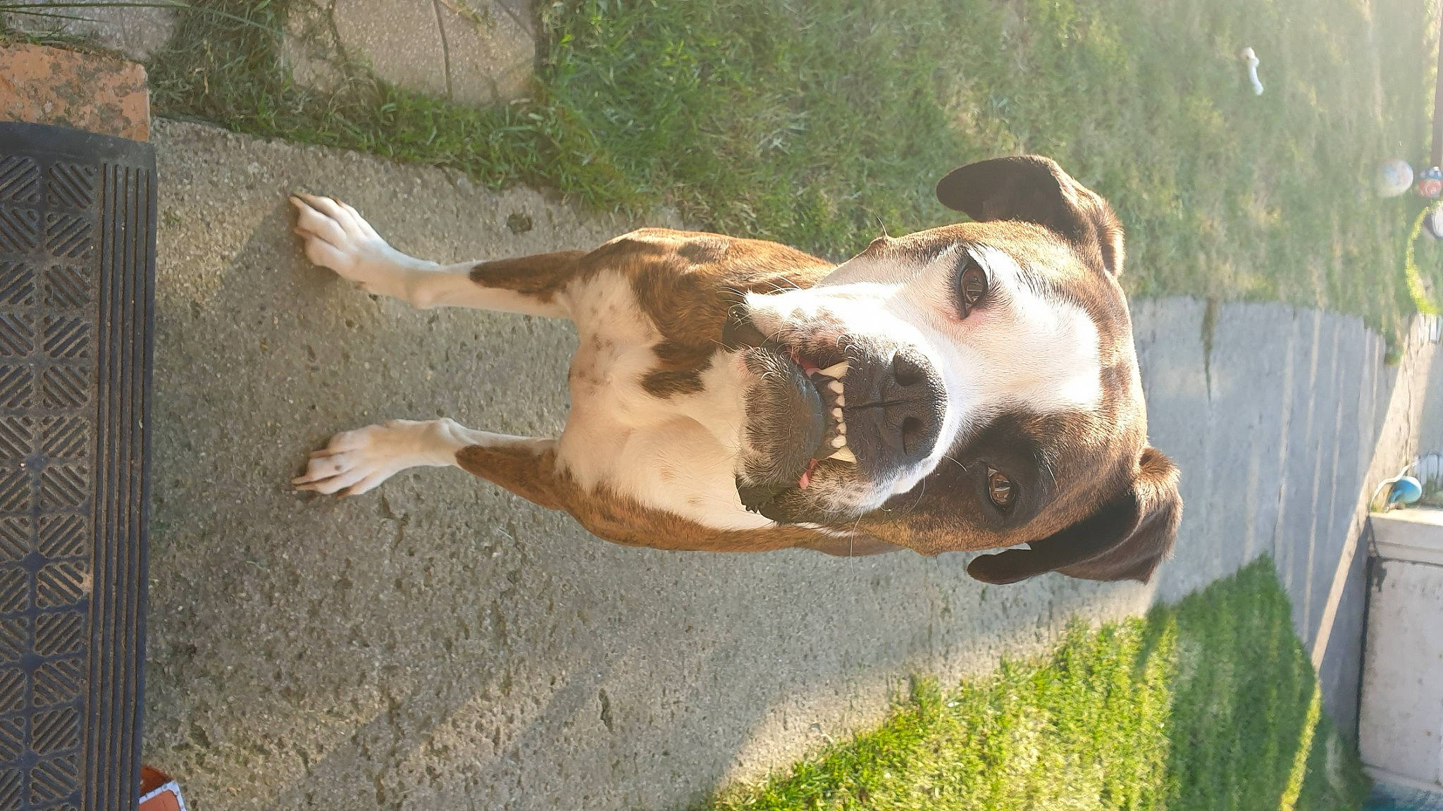 Moly a rejoint le concours — aidez-le/la à gagner de superbes lots ! bovine, canidae, carnivore, collar, companion_dog, dog, dog_breed, dog_collar, fawn, felidae, grass, jaw, leash, liver, plant, snout, tail, terrestrial_animal, whiskers, working_animal