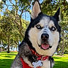 dog, husky, siberian_husky, pet, canine, animal, blue_eyes, tongue_out, smiling, portrait, red_harness, collar, dog_tag, outdoor, park, grass, trees, sunlight, sitting, close_up