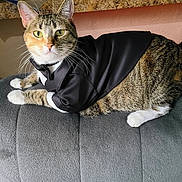 Cricket joined the competition — help win amazing prizes! animal, cat, couch, cute, domestic_cat, ears, feline, furniture, green_eyes, housepet, indoor, paws, pet_clothing, portrait, relaxed, resting, striped, tabby, tuxedo, whiskers
