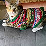 Cricket joined the competition — help win amazing prizes! animal, cat, collar, colorful, couch, cozy, eyes, feline, furniture, indoor, knitwear, mammal, paws, pet, pom_pom, relaxed, resting, sweater, tabby, whiskers
