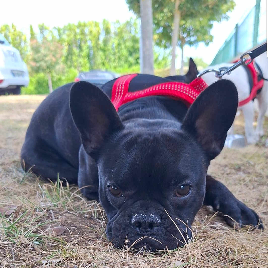 Baloo