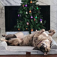 Cookie Dough joined the competition — help win amazing prizes! animal, brown_dog, christmas_tree, collar, comfort, cozy, dog, dog_bed, festive, fireplace, floor, holiday_decorations, home, indoor, marble_surround, ornaments, pet, relaxed, resting, upside_down
