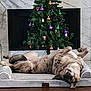 animal, brown_dog, christmas_tree, collar, comfort, cozy, dog, dog_bed, festive, fireplace, floor, holiday_decorations, home, indoor, marble_surround, ornaments, pet, relaxed, resting, upside_down