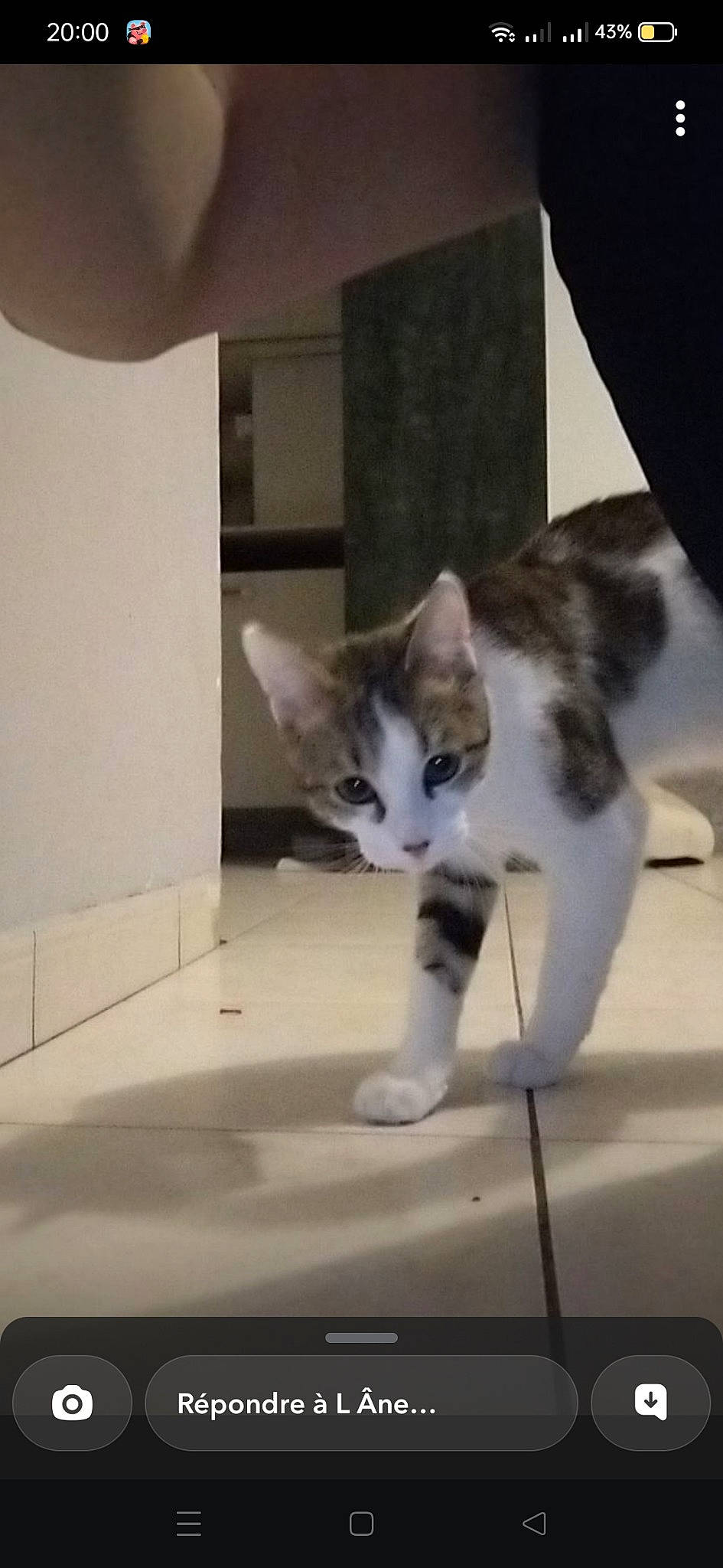 Tequila a rejoint le concours — aidez-le/la à gagner de superbes lots ! carnivore, cat, comfort, domestic_short_haired_cat, felidae, flooring, foot, fur, hardwood, paw, photo_caption, room, small_to_medium_sized_cats, snout, tail, whiskers