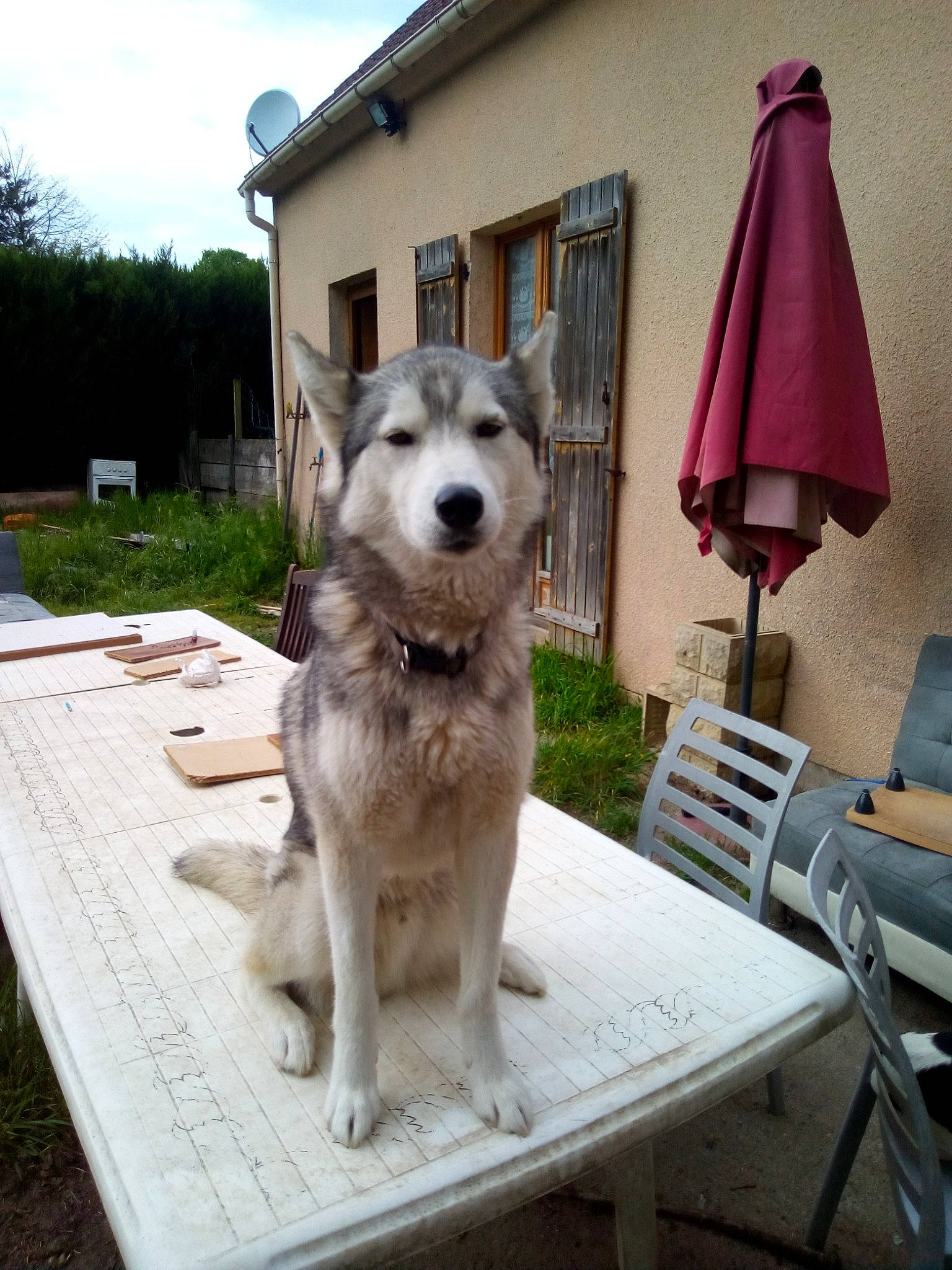 Ryo participe au concours pour gagner de l'argent avec cette photo : alaskan_malamute, canidae, carnivore, dog, dog_breed, greenland_dog, jamthund, mammal, native_american_indian_dog, northern_inuit_dog, rare_breed_dog, saarloos_wolfdog, sakhalin_husky, seppala_siberian_sleddog, siberian_husky, sled_dog, tamaskan_dog, vertebrate, wolfdog, working_dog