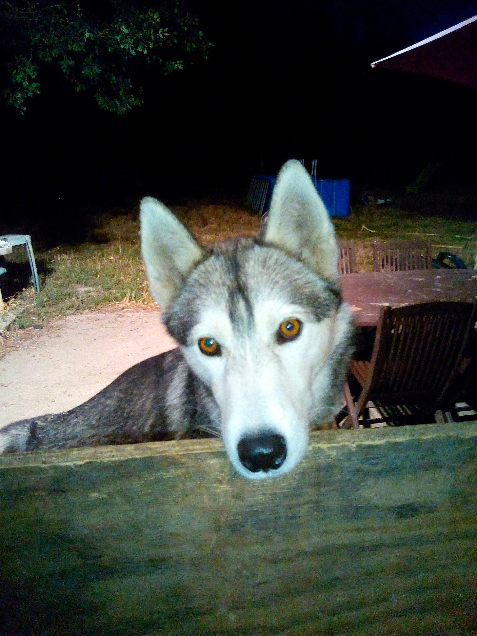 Ryo a rejoint le concours — aidez-le/la à gagner de superbes lots ! alaskan_malamute, canidae, canis, carnivore, czechoslovakian_wolfdog, dog, dog_breed, mammal, native_american_indian_dog, northern_inuit_dog, rare_breed_dog, saarloos_wolfdog, sakhalin_husky, seppala_siberian_sleddog, siberian_husky, snout, tamaskan_dog, vertebrate, west_siberian_laika, wolfdog