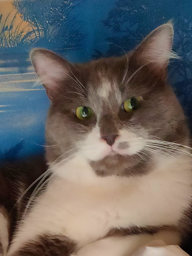 Ryo participe au concours pour gagner de l'argent avec cette photo : aegean_cat, american_wirehair, carnivore, cat, domestic_long_haired_cat, domestic_short_haired_cat, eye, felidae, javanese, kitten, mammal, ojos_azules, oriental_longhair, polydactyl_cat, small_to_medium_sized_cats, snout, vertebrate, whiskers