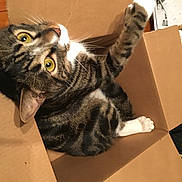 Leo joined the competition — help win amazing prizes! box, carnivore, carton, cat, claw, domestic_short_haired_cat, event, felidae, fur, packaging_and_labeling, paw, shipping_box, small_to_medium_sized_cats, snout, tail, whiskers