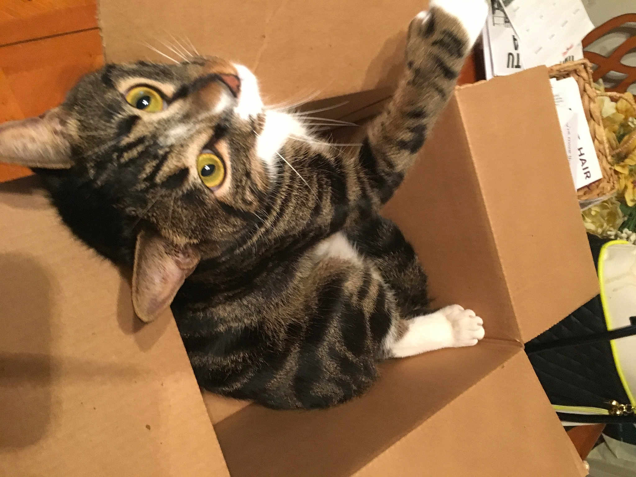 Leo