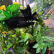 Bagheera a rejoint le concours — aidez-le/la à gagner de superbes lots ! black_cat, kitten, plant, flower, yellow_flower, green_leaf, pot, balcony, window, sunlight, indoor_plant, nature, pet, relaxed, feline, leafy, flora, small_animal, houseplant, cozy