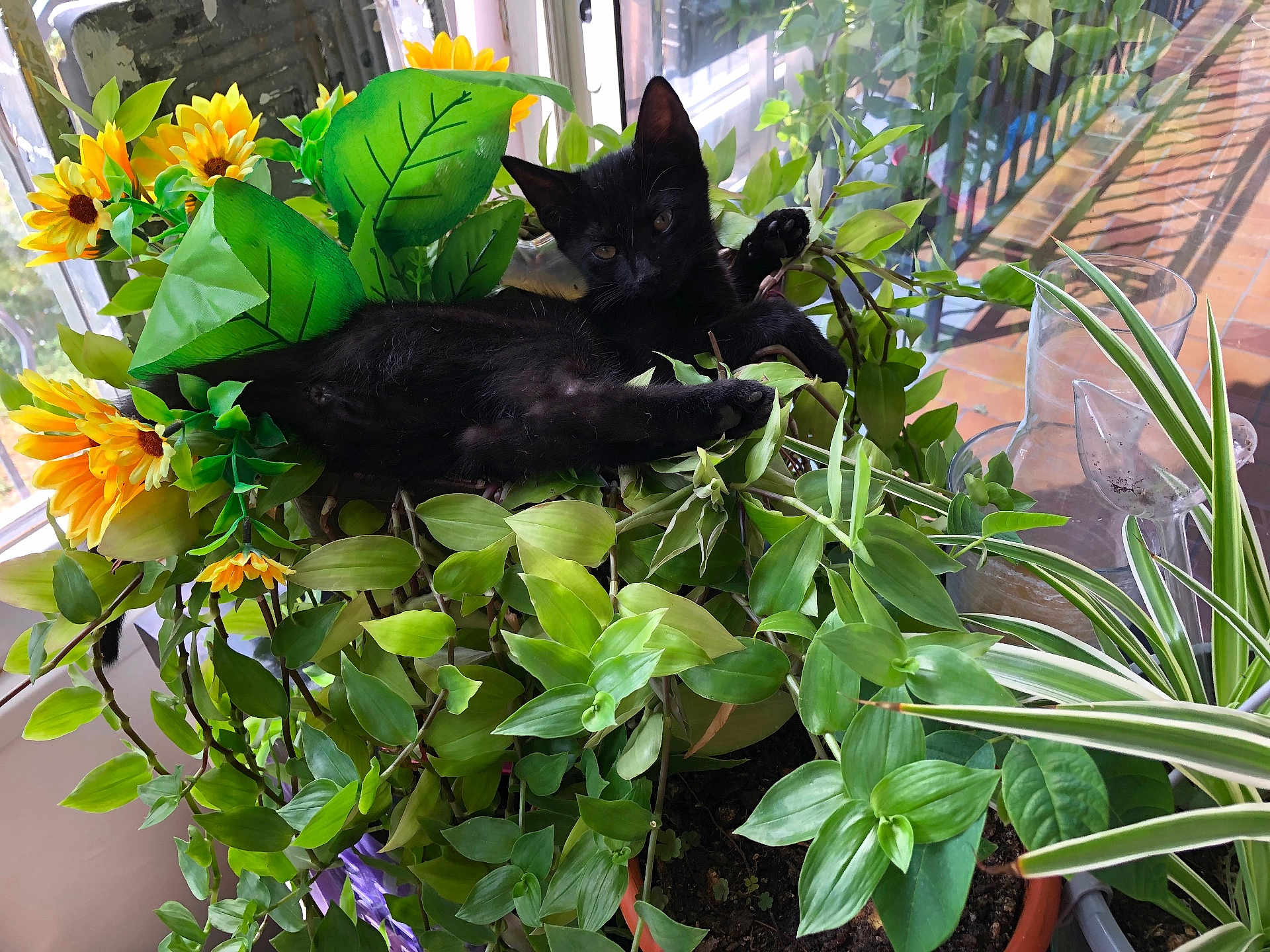 Bagheera a rejoint le concours — aidez-le/la à gagner de superbes lots ! black_cat, kitten, plant, flower, yellow_flower, green_leaf, pot, balcony, window, sunlight, indoor_plant, nature, pet, relaxed, feline, leafy, flora, small_animal, houseplant, cozy