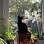 animal, black_cat, blurred_background, cat, daylight, flora, flower_pot, garden_tools, greenery, houseplant, indoor_plants, leafy, nature, orchid, pet, plant_pots, potted_plants, sunlight, window, windowsill