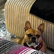 Piper is registered to the contest to win money with this photo: black_nose, blanket, brown, collar, couch, cozy, curious, dog, ears, face, floor, french_bulldog, fur, furniture, home, indoor, pattern, pet, rug, textile