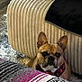 black_nose, blanket, brown, collar, couch, cozy, curious, dog, ears, face, floor, french_bulldog, fur, furniture, home, indoor, pattern, pet, rug, textile