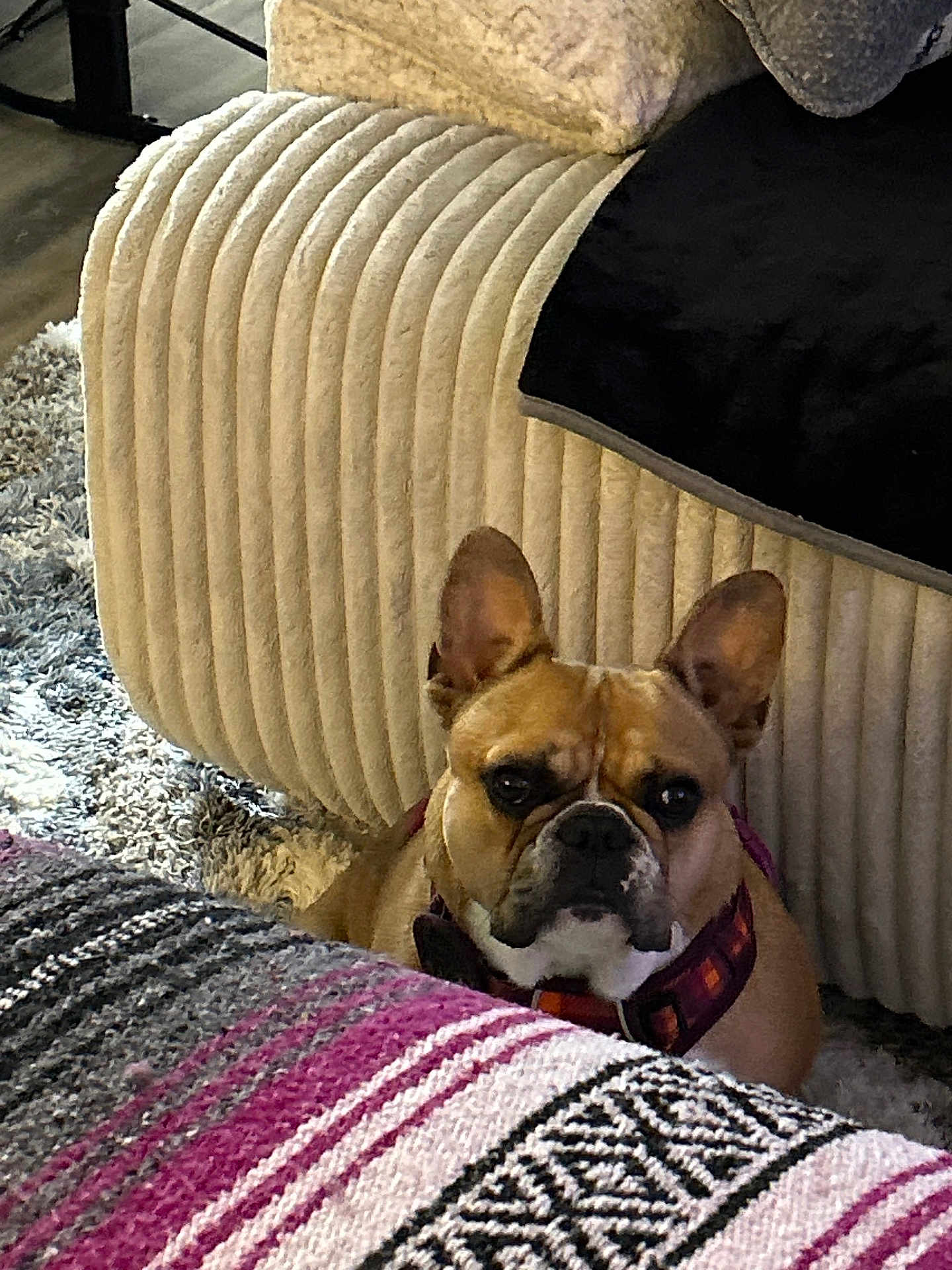 Piper